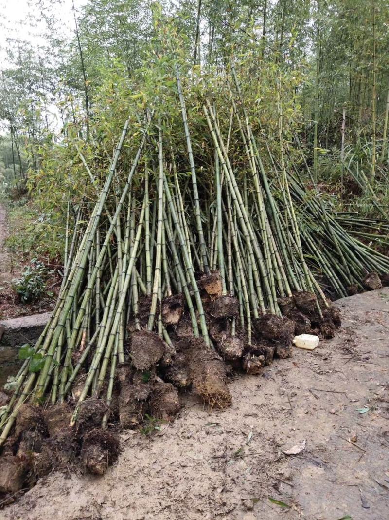 重庆巴南区楠竹基地批发产量大价格美丽服务好