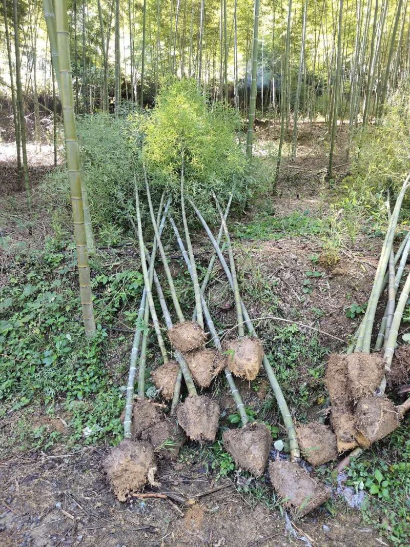 重庆巴南区楠竹基地批发产量大价格美丽服务好