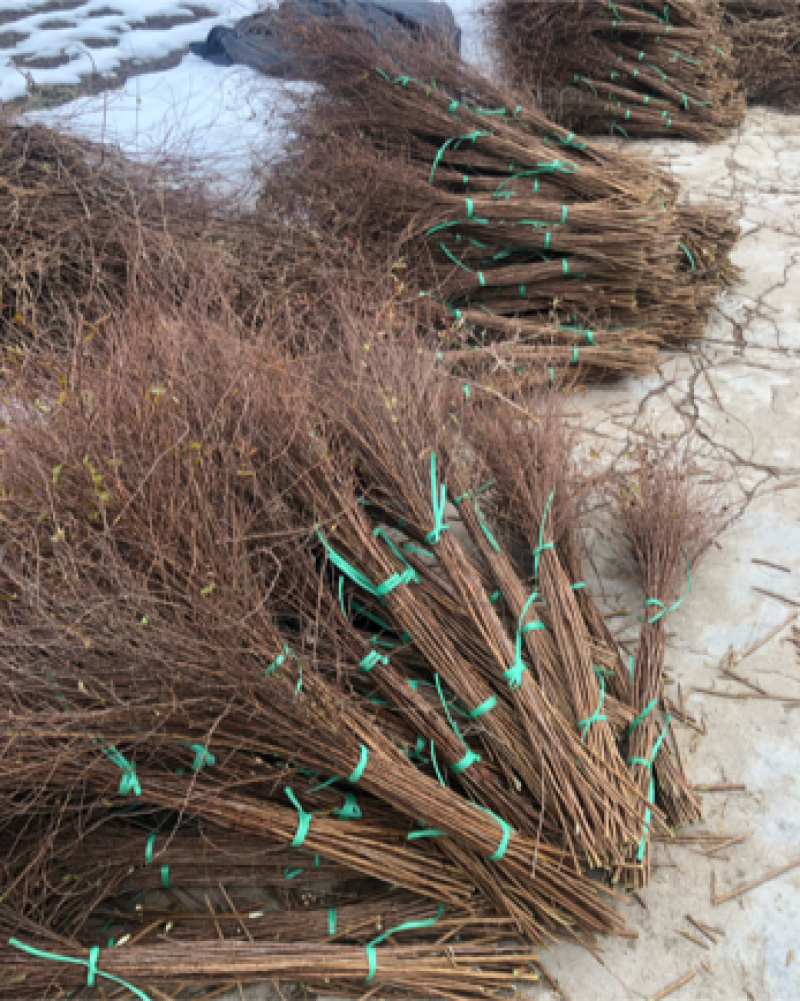 辽宁开原干枝雪柳喷雪花珍珠绣线菊花卉水养鲜枝条