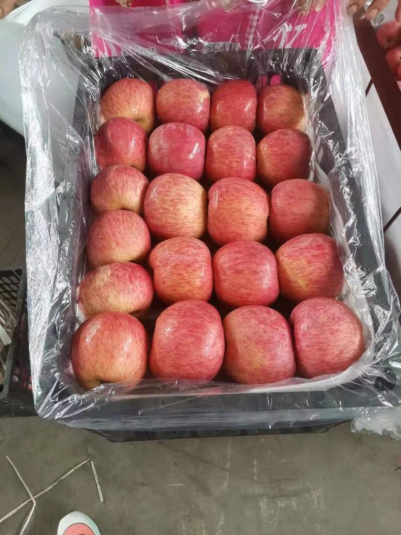 【山东富士苹果】精选水晶红富士苹果产地一手货源保质保量