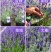 薰衣草种子香草种子四季易种庭院阳台种子景观花海