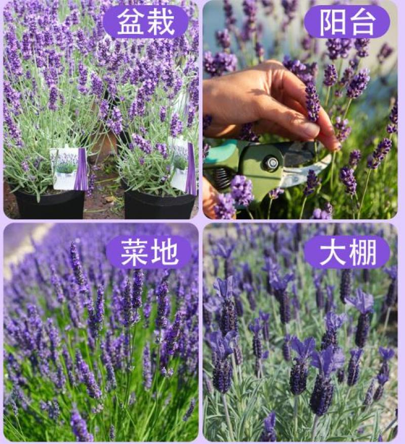 薰衣草种子香草种子四季易种庭院阳台种子景观花海