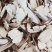 茶树根老茶根产地直发量大优惠代抓各种药方