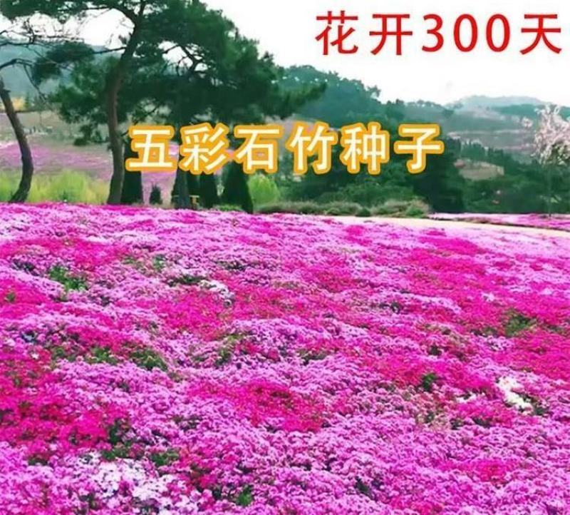 常夏石竹五彩石竹四季易种庭院阳台景观花海