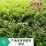 重庆巴南区赚宝苗圃专业批发精品春娟量大价格美丽