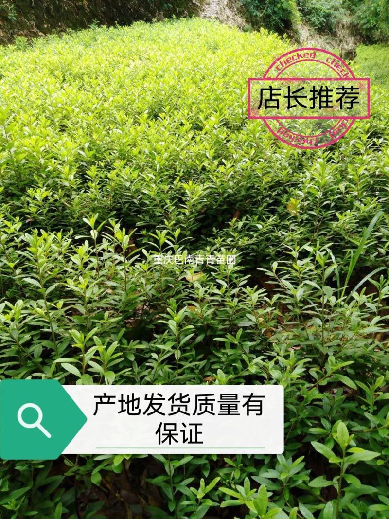 重庆巴南区赚宝苗圃专业批发精品春娟量大价格美丽