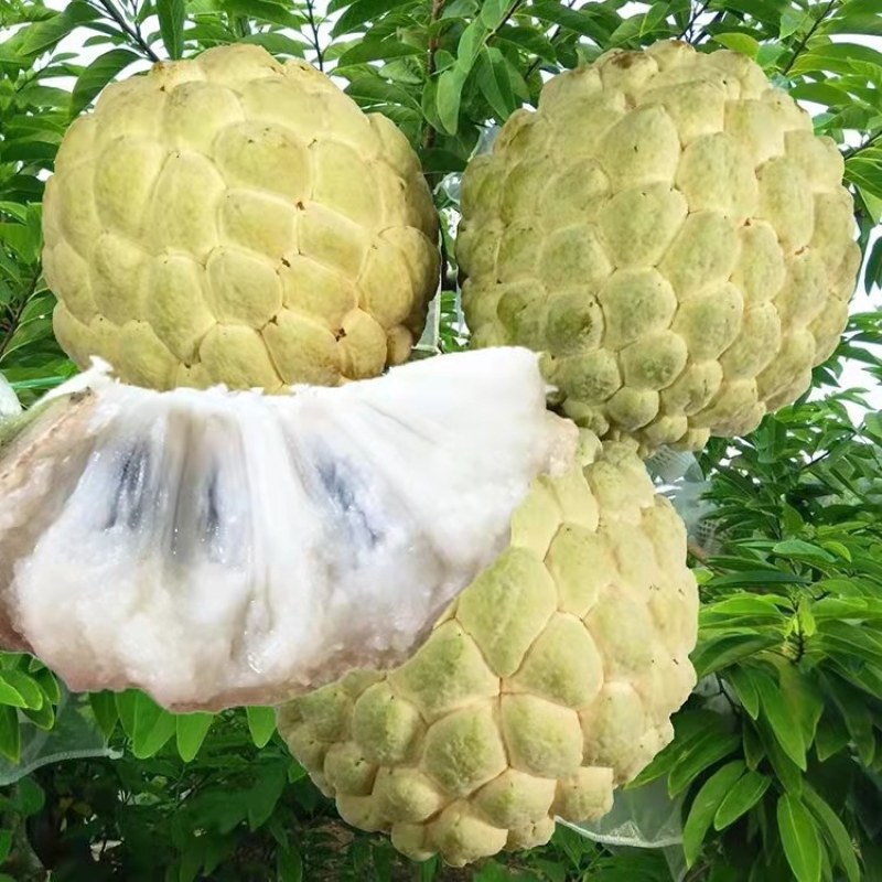 牛奶凤梨释迦果新鲜水果番茄枝当季亚热带稀有水果释迦摩尼大