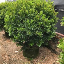 米兰，米兰球，树连花