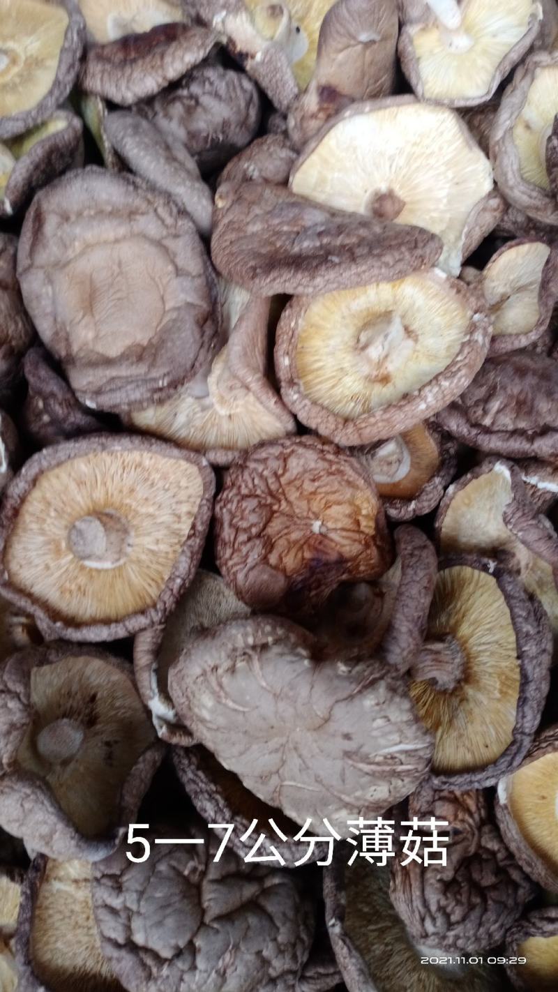 大片菜菇小薄菇碎片香菇餐饮包子饺子馅料食材干净无杂无菇脚