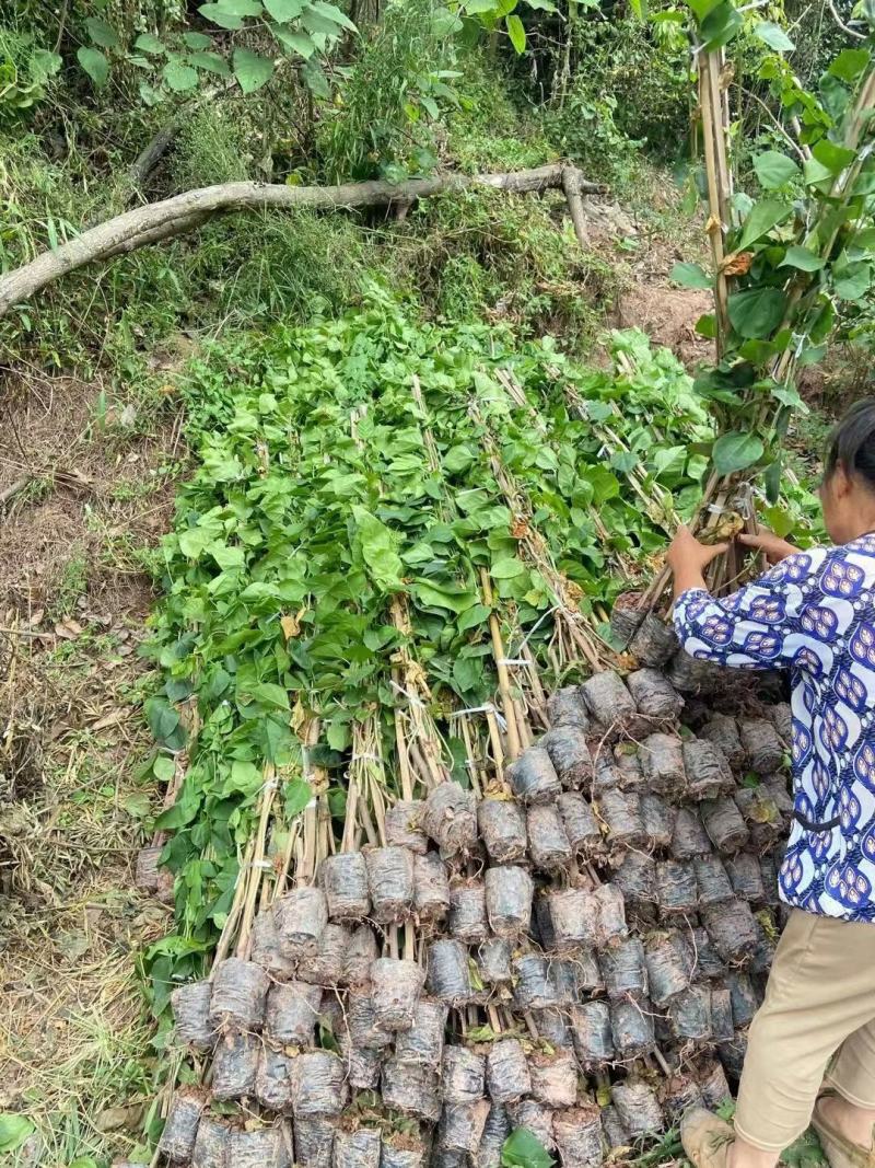 重庆巴南三角梅基地批发量大价格美丽质量好