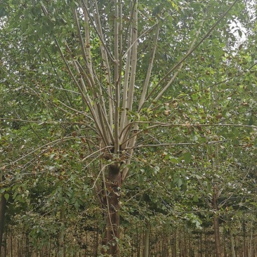 大量供丛生海棠丛生白蜡丛生五角枫丛生美国红枫
