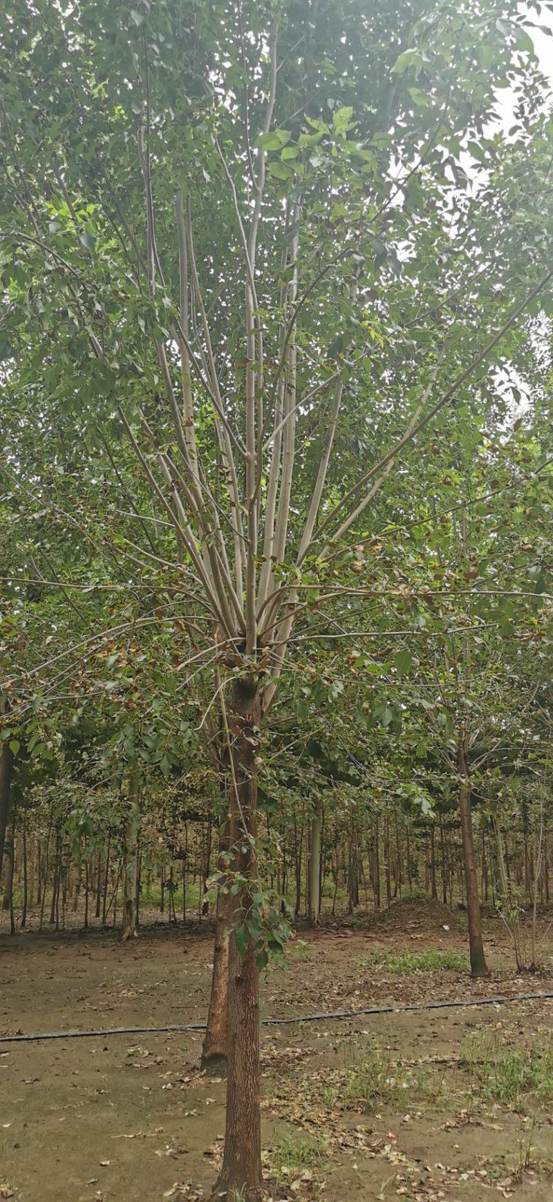 大量供丛生海棠丛生白蜡丛生五角枫丛生美国红枫