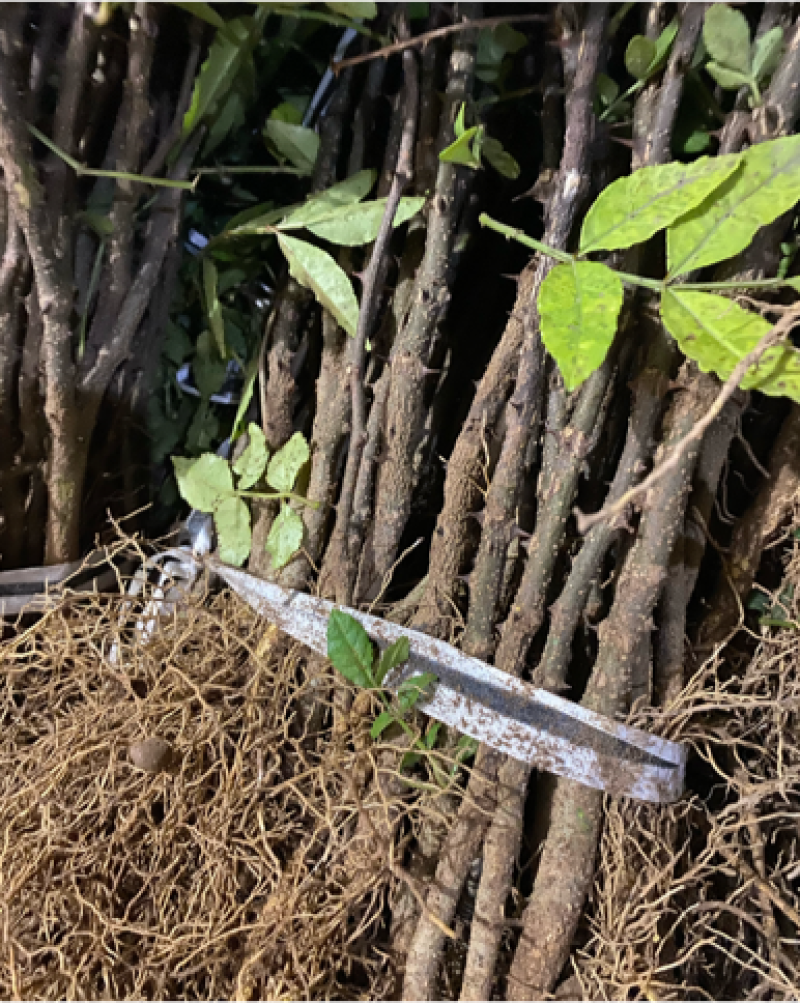 大红袍花椒苗狮子头花椒苗基地直发保成活