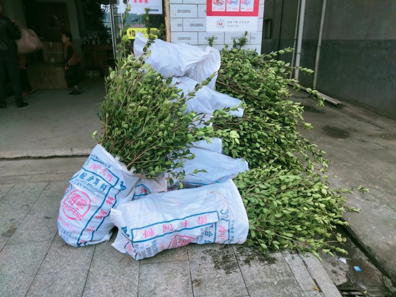 本基地培育长林高产嫁接油茶树苗，物美价廉欢迎新老客户光临