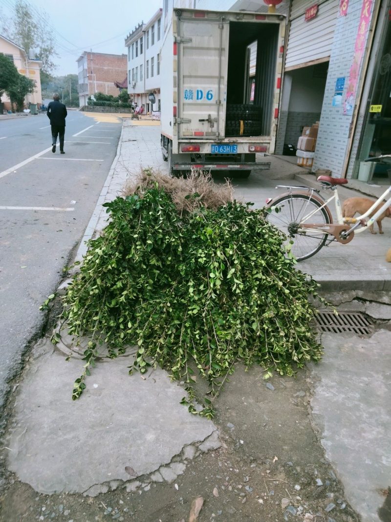 本基地培育长林高产嫁接油茶树苗，物美价廉欢迎新老客户光临
