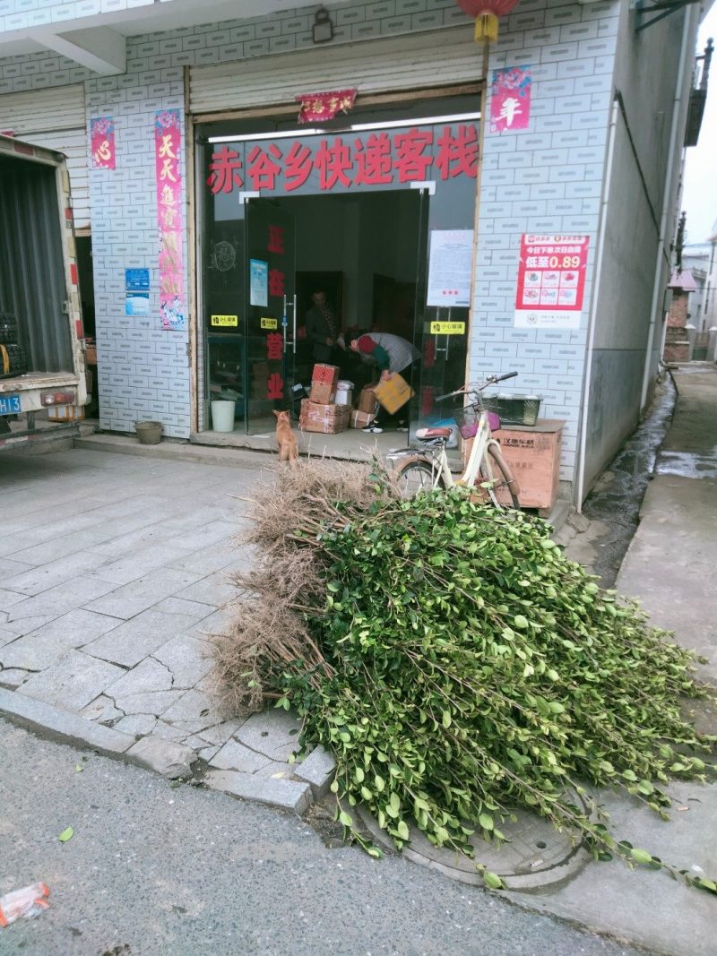 本基地培育长林高产嫁接油茶树苗，物美价廉欢迎新老客户光临