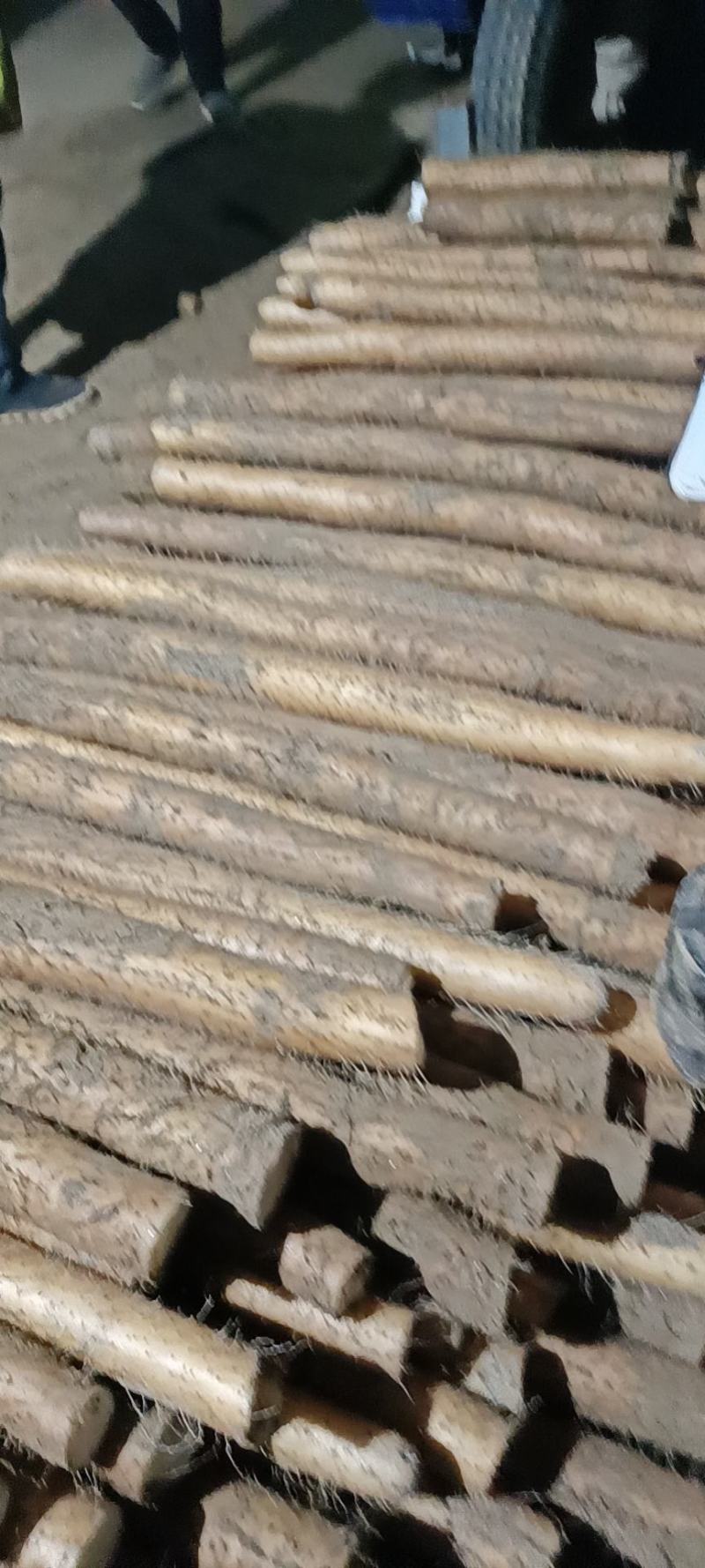 沙地九斤黄山药已大量上市质量保证欢迎新老顾客前来实地考查