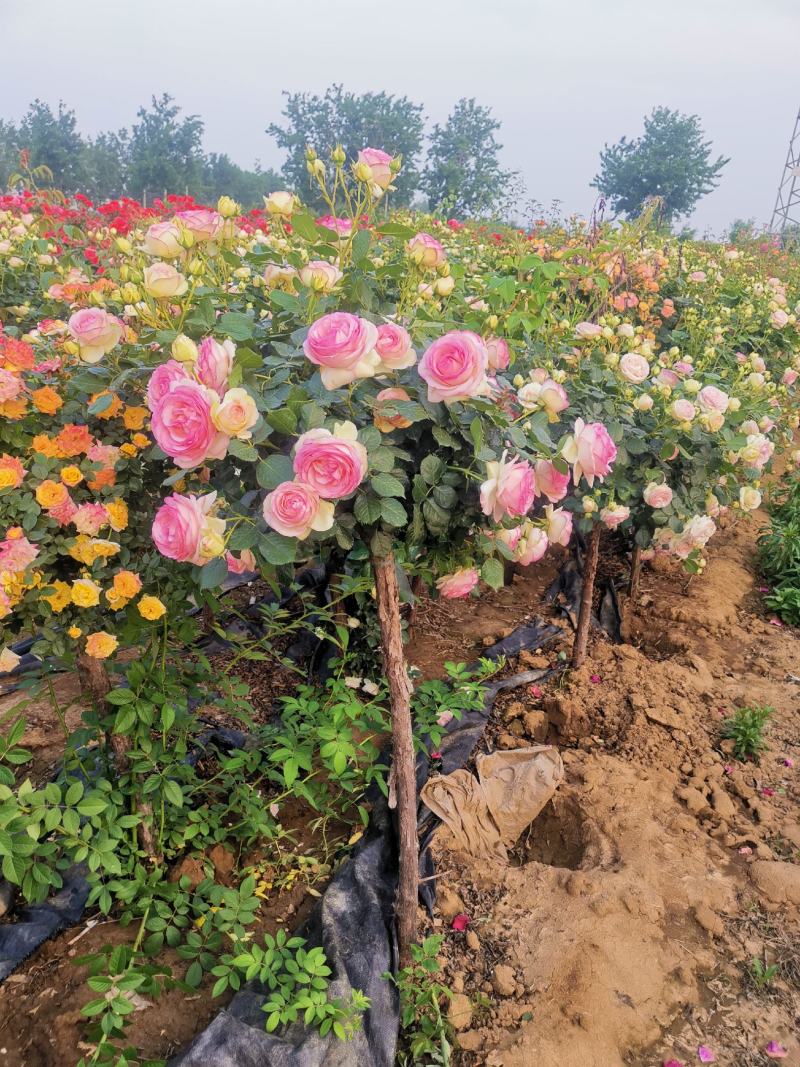 百亩基地树桩月季高杆月季批发树状月季对接绿化工程