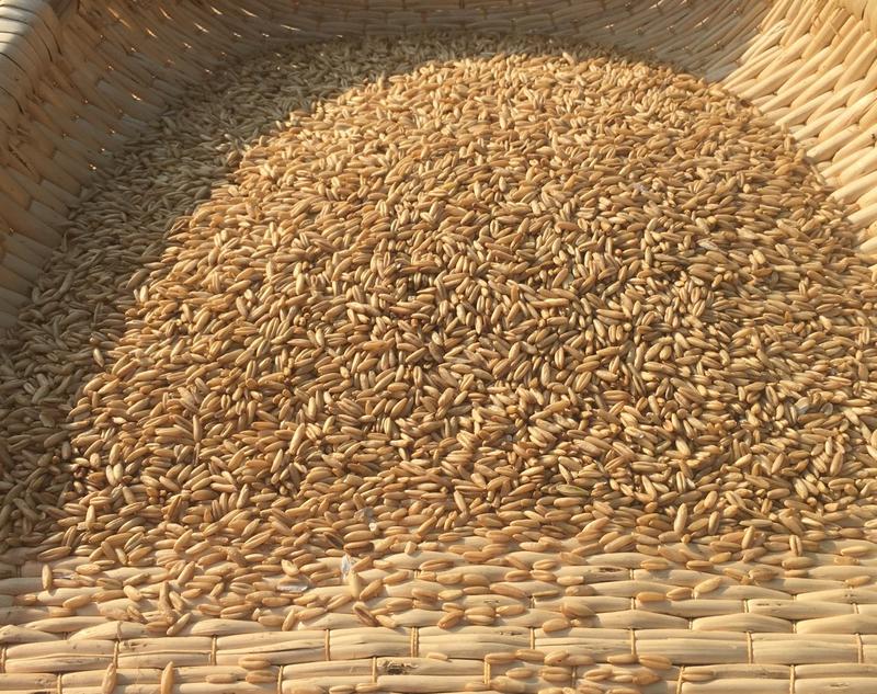 燕麦22年新货脱皮燕麦一级颗粒饱满5斤起批散货