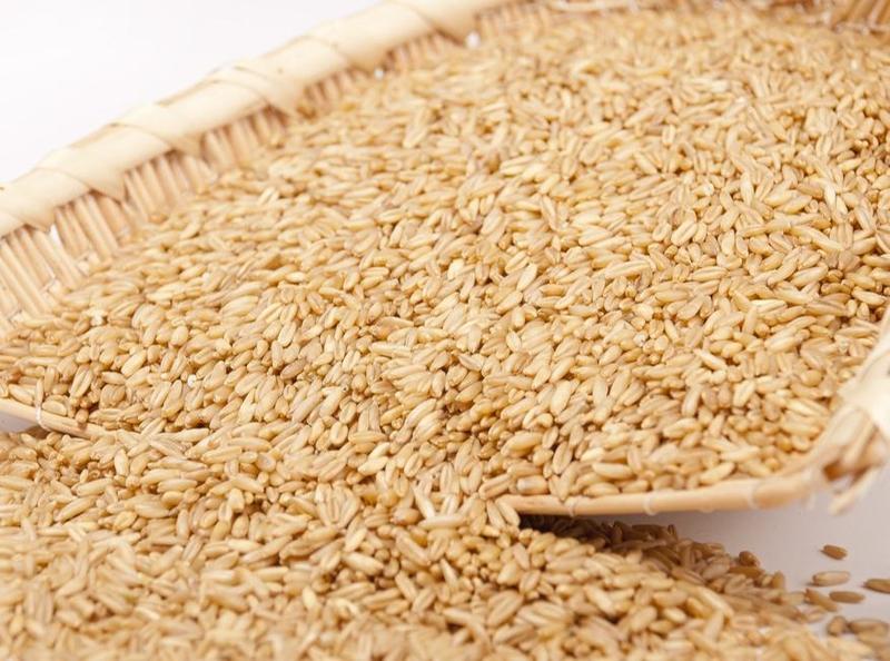 燕麦22年新货脱皮燕麦一级颗粒饱满5斤起批散货