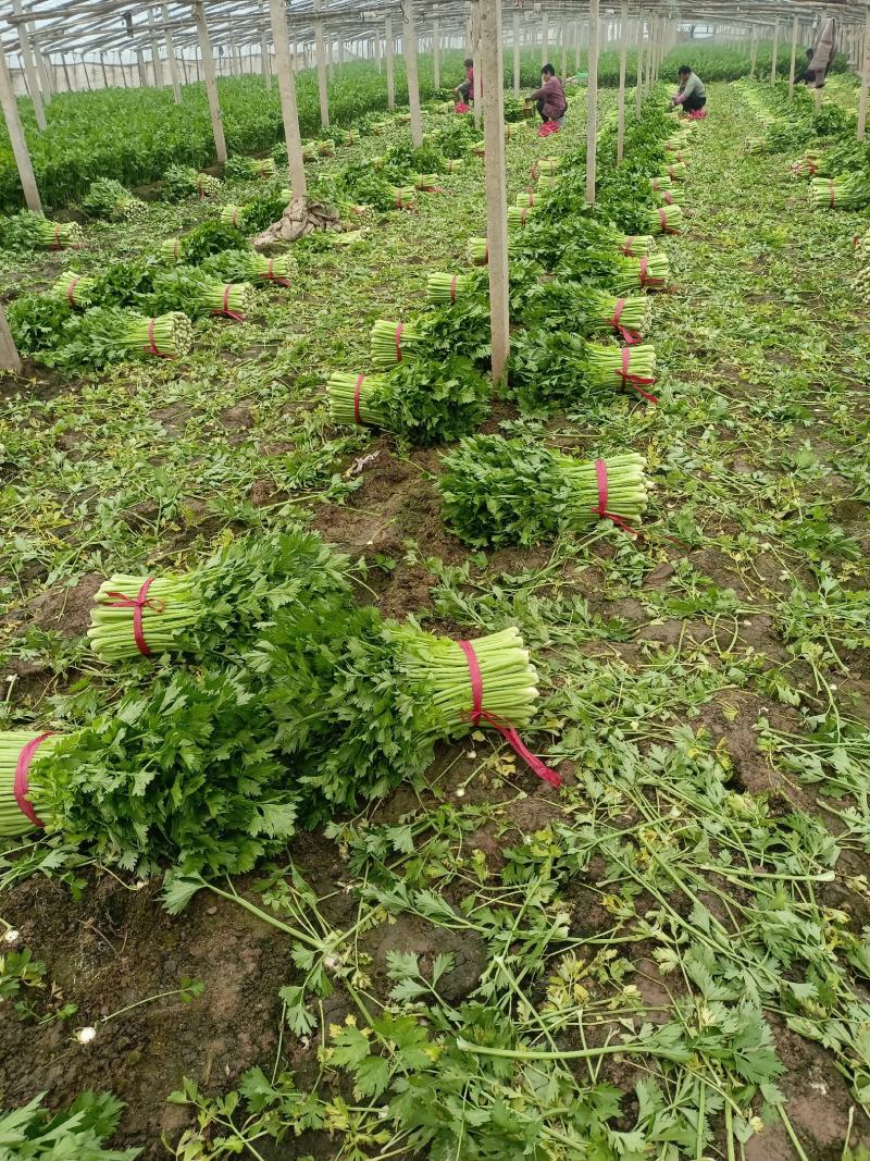 【精品】芹菜大量上市，产地直发，规格齐全价优欢迎合作