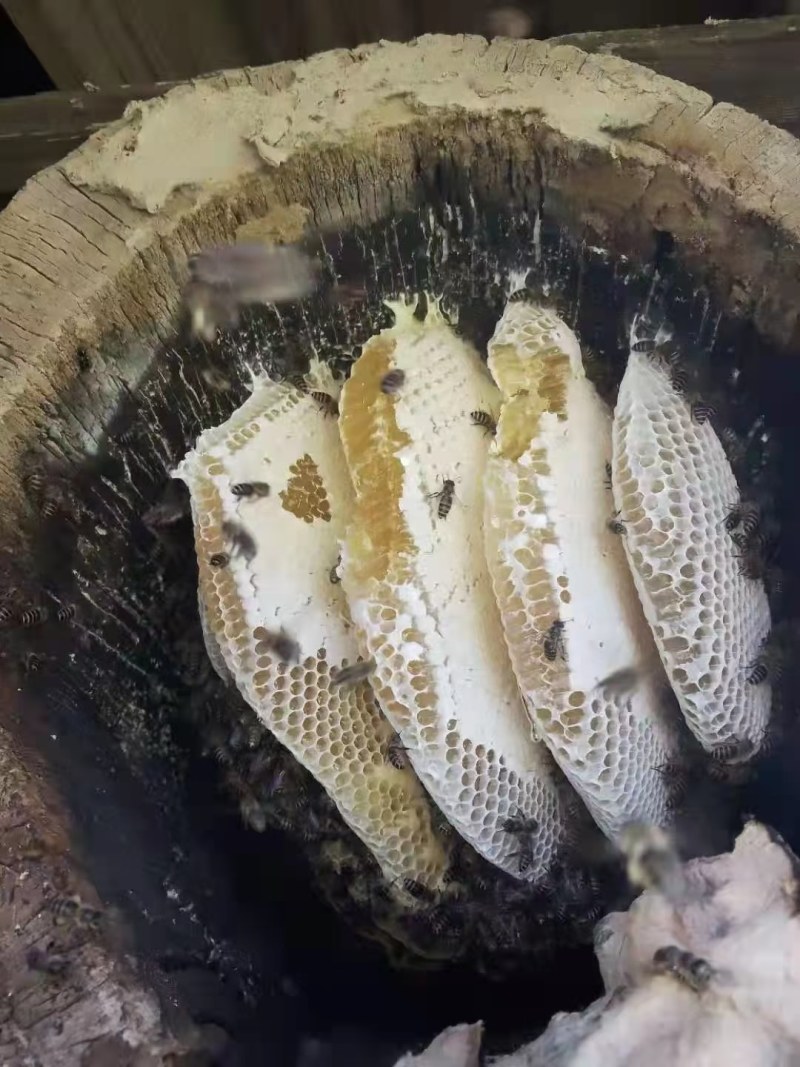 野生蜂蜜