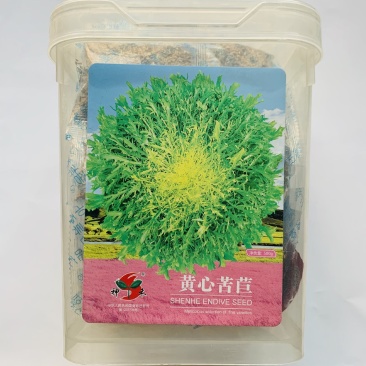 神禾黄心苦苣菜种子有苦味外叶绿色心片黄色苦菊种子春秋