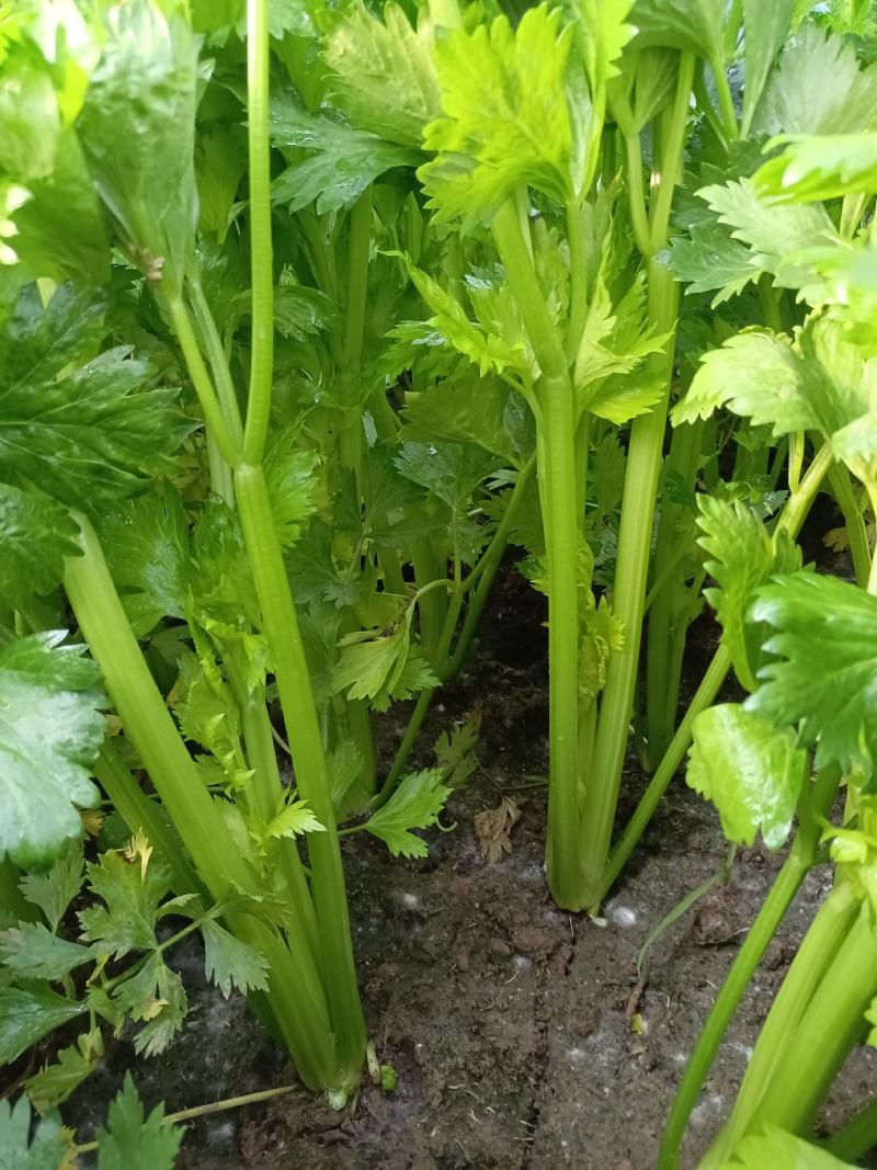 大量供应优质芹菜，规格齐全，现采现发，有需要可以联系我