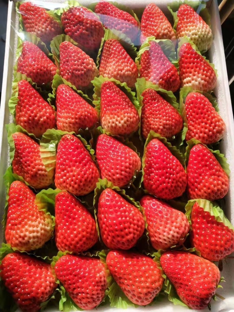 【精品】优质红颜草莓大量上市品质优供应市场商超电商