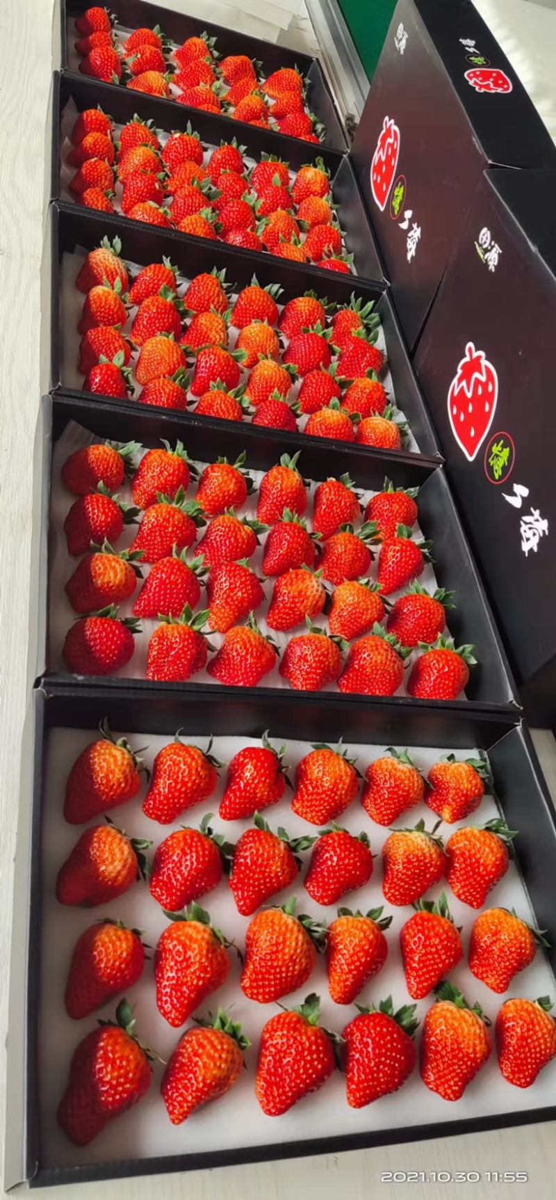 【精品】优质红颜草莓大量上市品质优供应市场商超电商