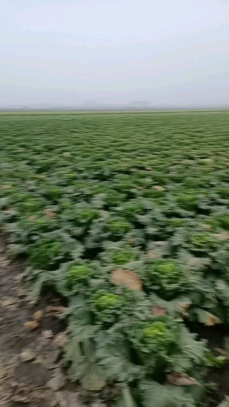 天津60白菜