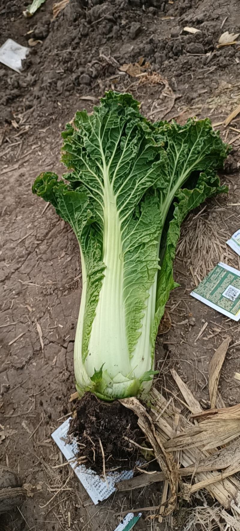 天津60白菜