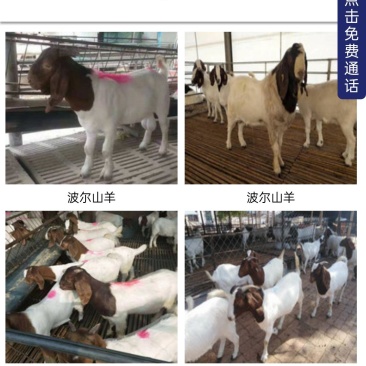 波尔山羊，成长发育快，耐寒耐热，抗病能力强，适应能力强，
