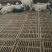 波尔山羊，成长发育快，耐寒耐热，抗病能力强，适应能力强，