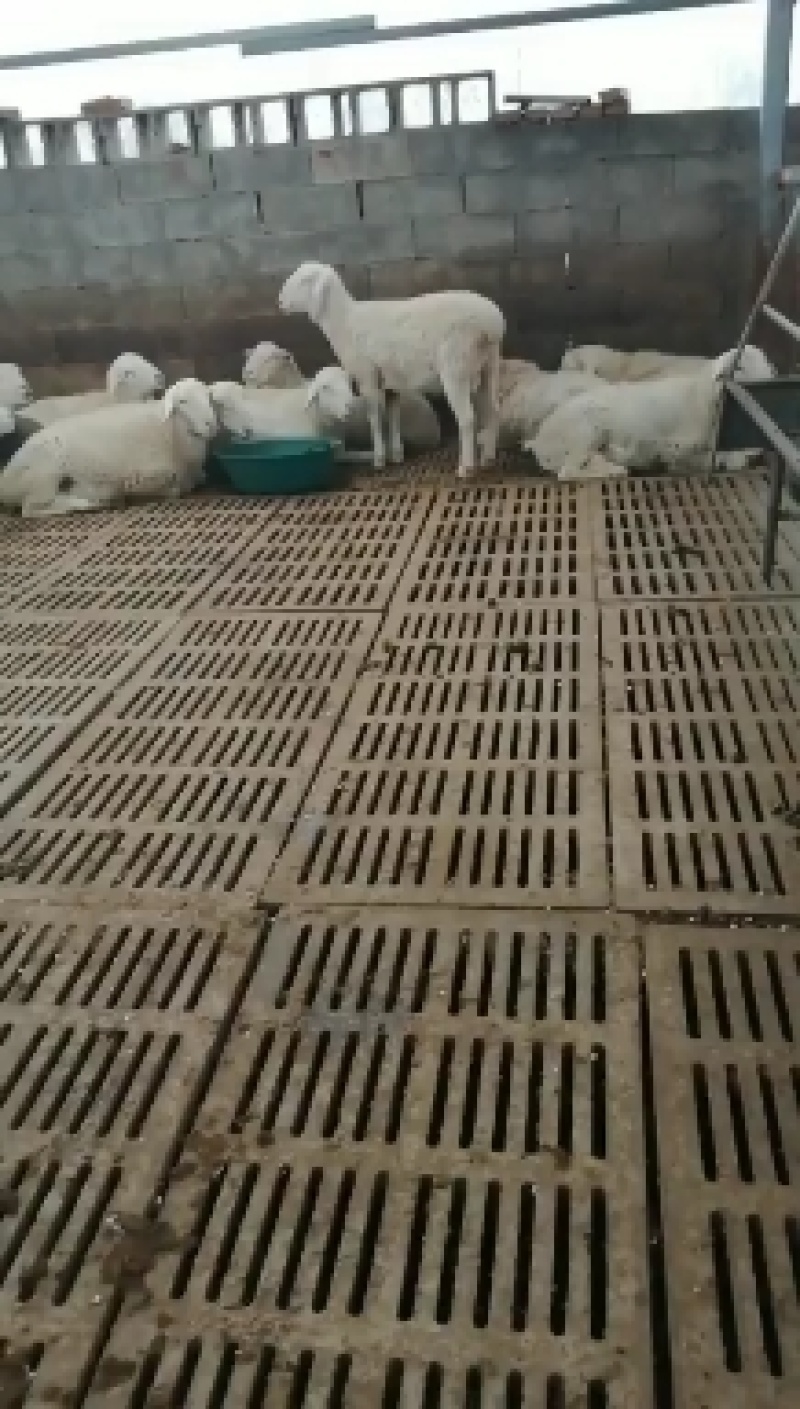 波尔山羊，成长发育快，耐寒耐热，抗病能力强，适应能力强，