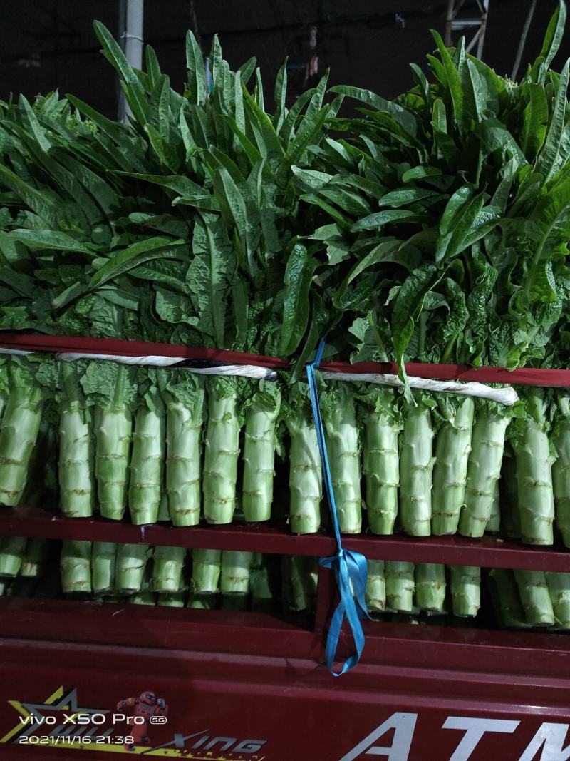兰陵万亩红叶莴笋一手货源无花无空心青皮青肉单棵一斤半左右
