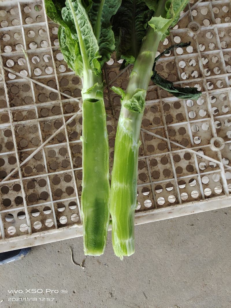 兰陵万亩红叶莴笋一手货源无花无空心青皮青肉单棵一斤半左右