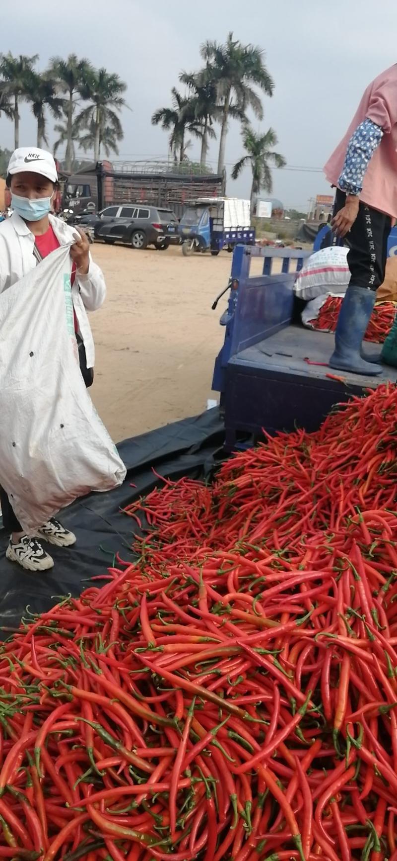 湛江海花红椒，大量上市，基地直发，量大从优/常年供货！