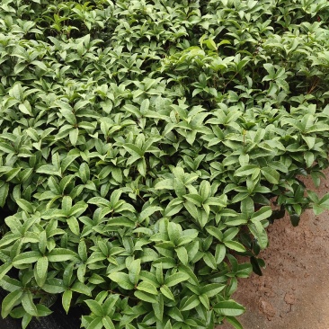 四季桂花-一年四季开花，可视频图片看货，种植基地批发