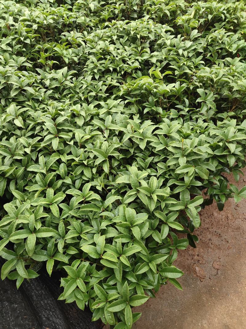 四季桂花-一年四季开花，可视频图片看货，种植基地批发