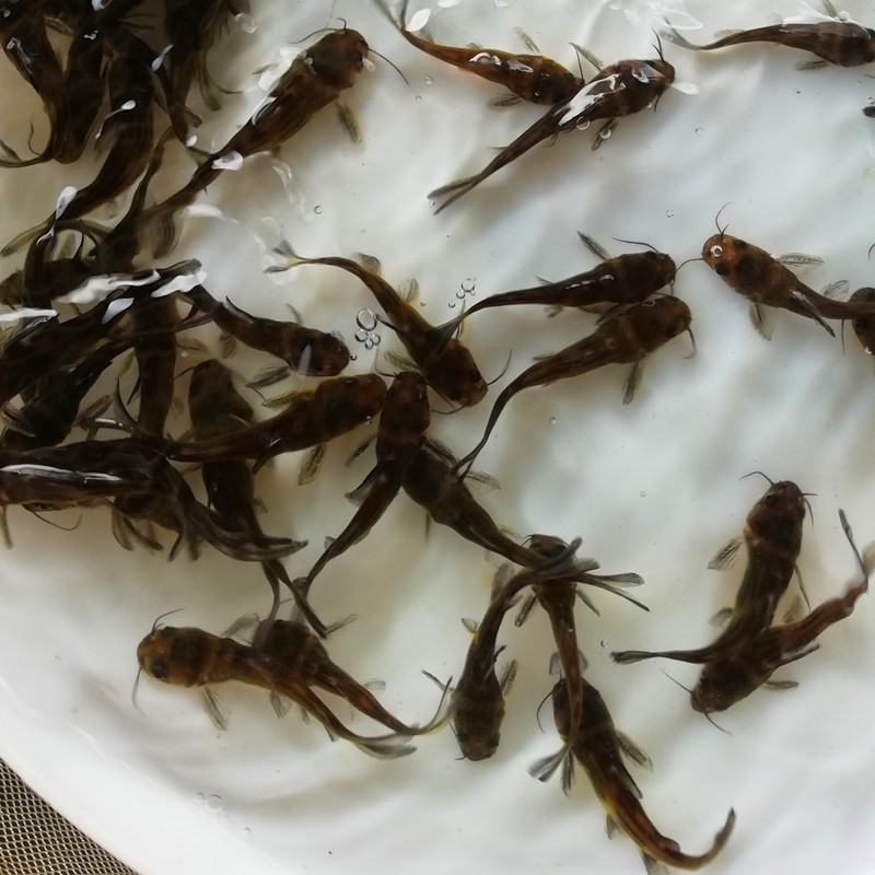 黄骨鱼苗，黄颡鱼苗，杂交黄骨鱼苗，基地直发，欢迎实地考察