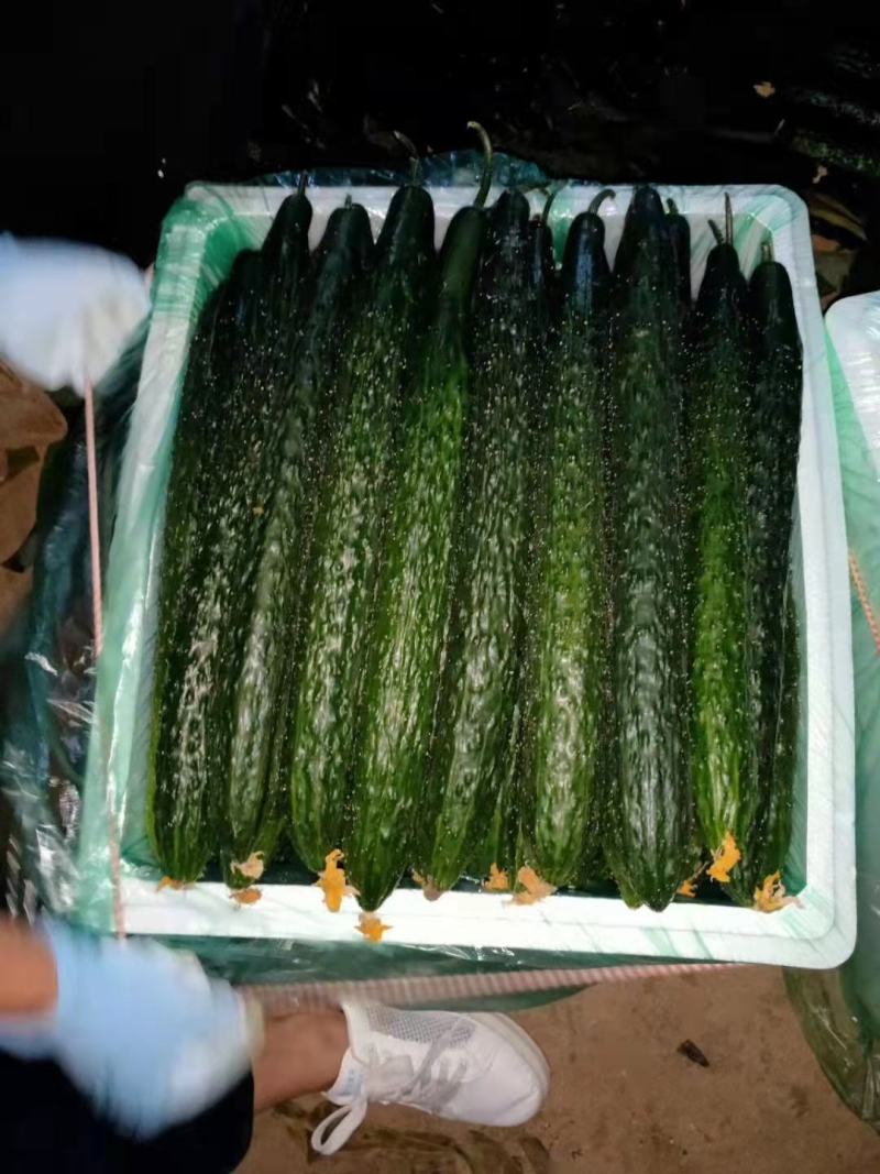 精品黄瓜大量上市，要的老板联系