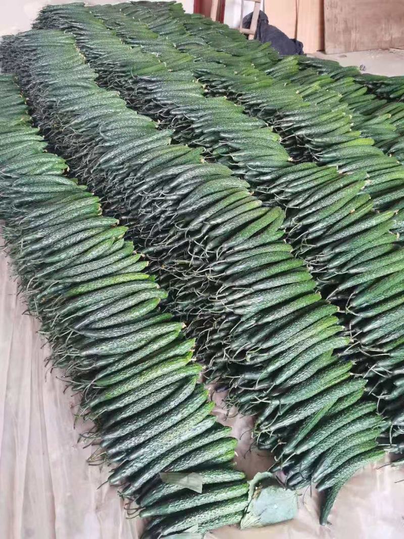 精品黄瓜大量上市，要的老板联系