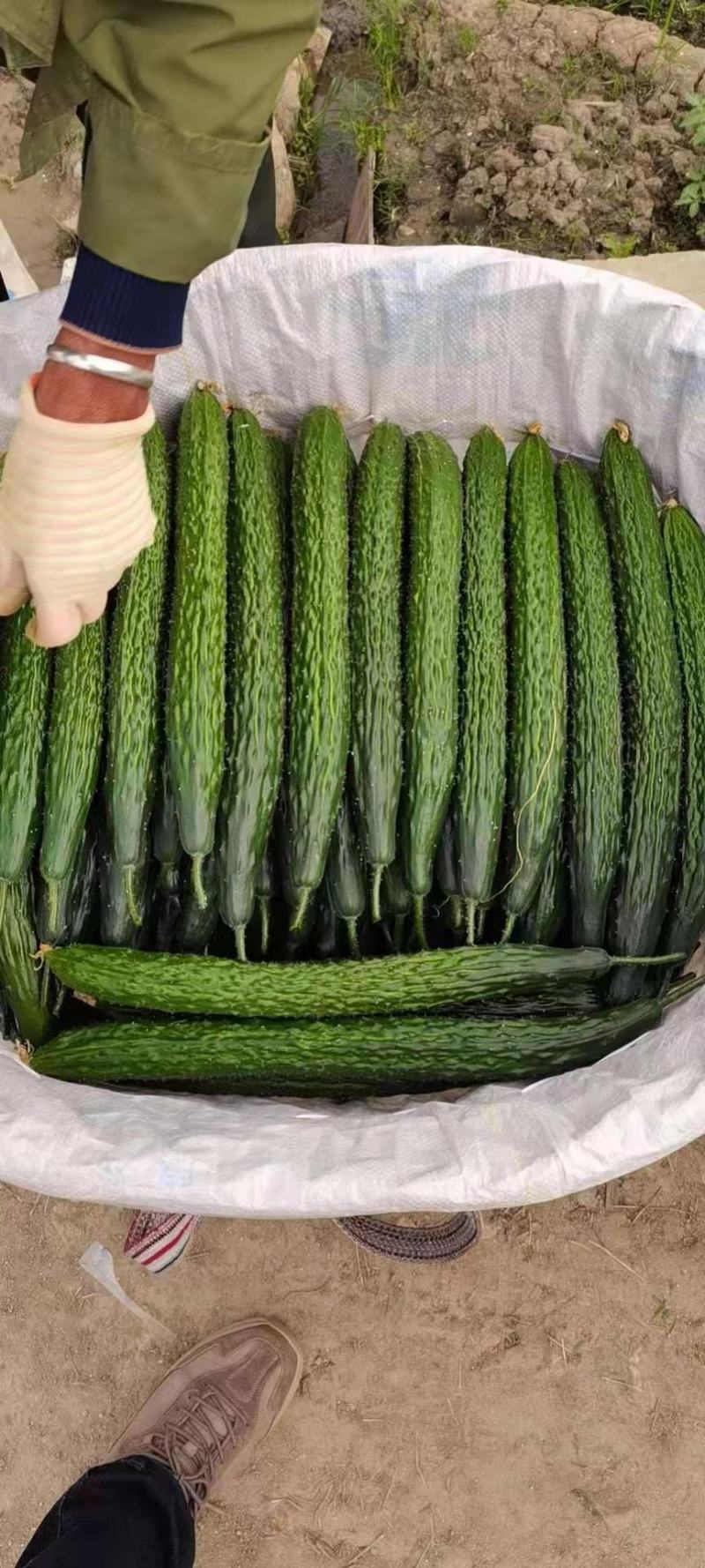 精品黄瓜大量上市，要的老板联系