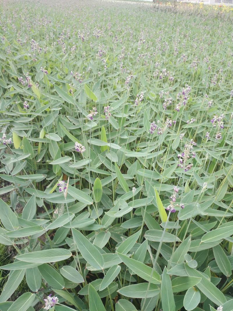 再力花，自家养殖，质优价廉，欢迎大量采购，量大从优