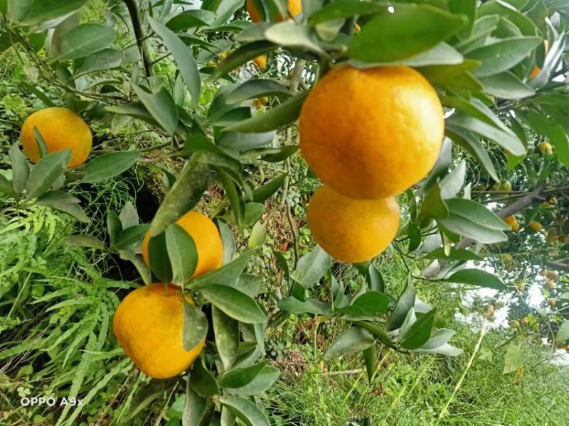 大量优质本地椪柑出售口感好果面好一手货源欢迎老板下单联系