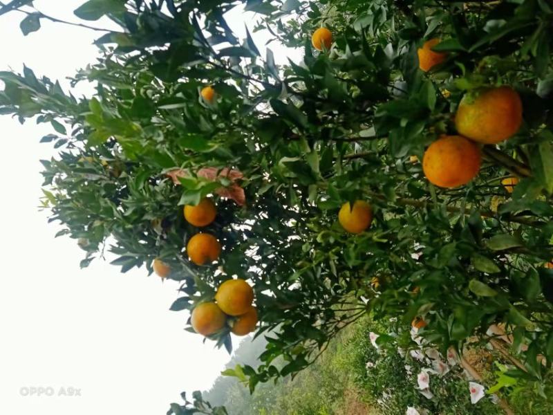 大量优质本地椪柑出售口感好果面好一手货源欢迎老板下单联系