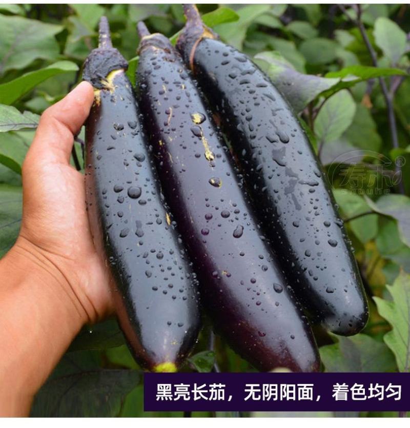 【一手货源】早熟墨紫茄子种子墨茄种子春秋两用茄子种子