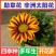 勋章菊种子花种子非洲太阳花菊花阳台庭院盆栽花种籽