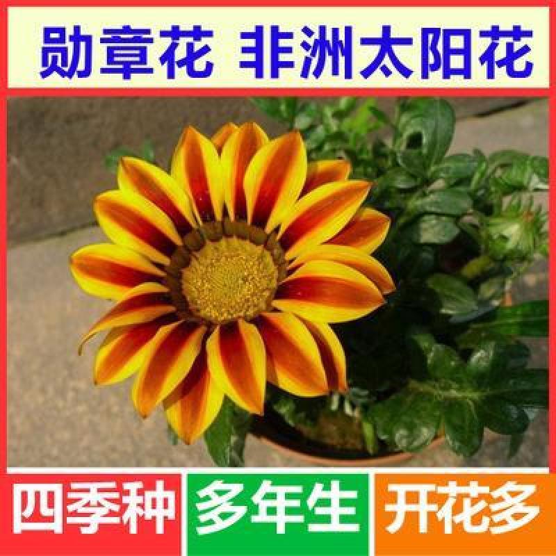 勋章菊种子花种子非洲太阳花菊花阳台庭院盆栽花种籽